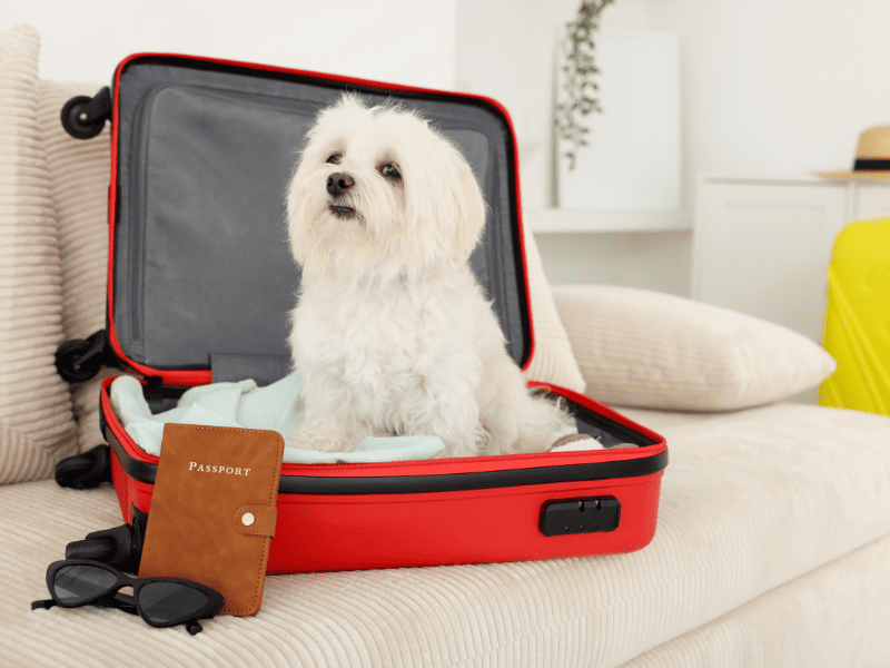 Документы для международной перевозки животных за границу