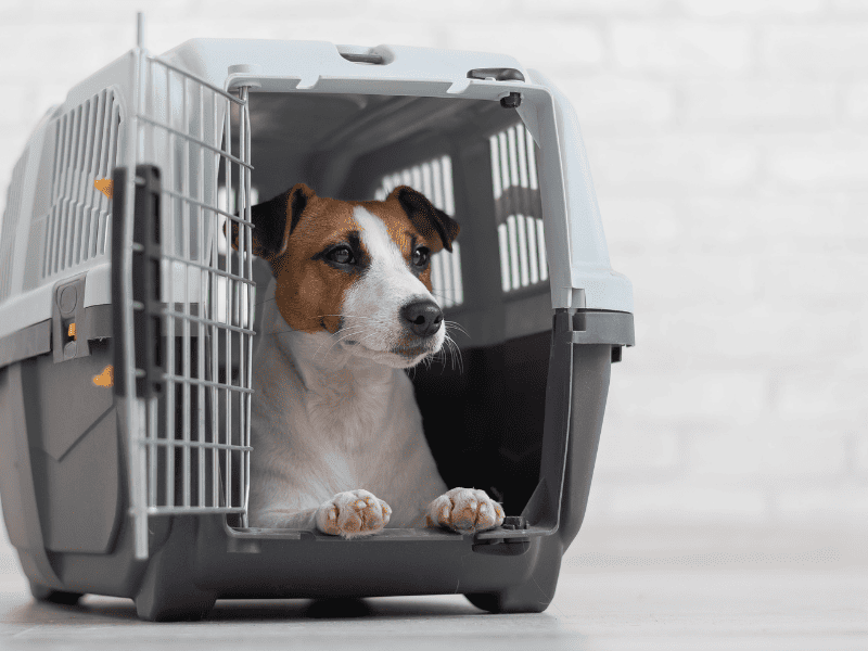 Собака в специальной переноске в салоне автобуса