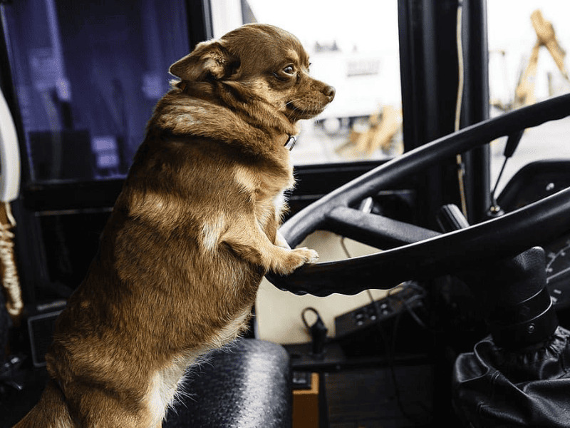 Проверка ветеринарного паспорта при перевозке животных