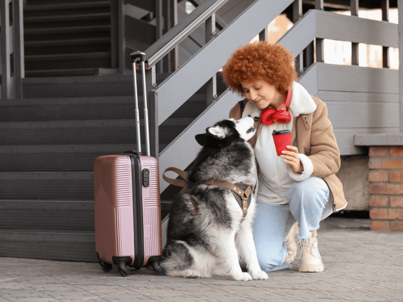 Комфортное путешествие в Европу с домашним любимцем